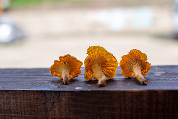 chanterelle mushroom from the forest