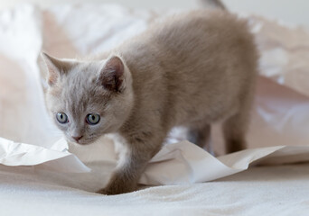 Cute lilac british shorthair kitten plays in decor paper. Selective soft focus. 
