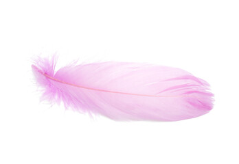 Fluffy bird feather decorative style in studio isolated on the white