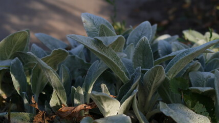 Close up silver-green leafs