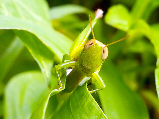 Green grasshoppers lay their eggs on the grass