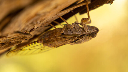cicada sitting on a tree, summer day