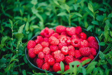 ripe and red raspberries on a background of herbs close-up