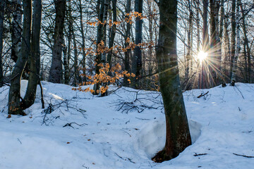 raggi di sole nel bosco innevato