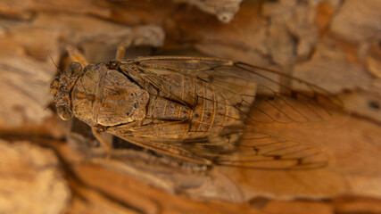 cicada sitting on a tree, summer day