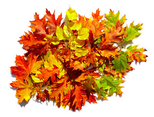 Colorfull autumn leaves isolated on the white background