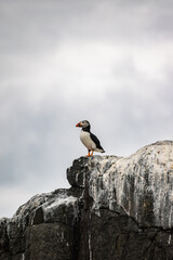 Puffin looking for food