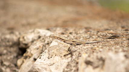 lizard basking in the sun on the rocks, summer