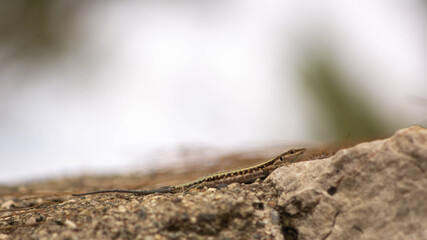 lizard basking in the sun on the rocks, summer
