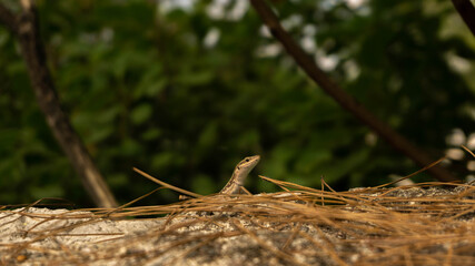 curious lizard peeps out from behind a stone