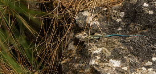 blue-tailed skink sitting on a rock, summer day