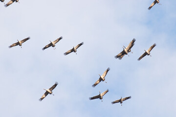 A large flock of Common cranes, Grus grus, flying during spring migration in Estonian nature.