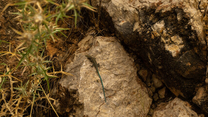 blue-tailed skink sitting on a rock, summer day