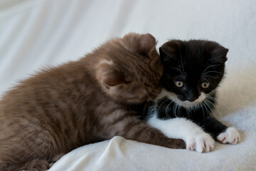 Cute and funny  british short hair kittens play toghether 