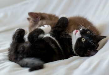 Cute and funny  british short hair kittens play toghether 