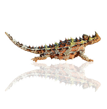Thorny devil isolated on white background