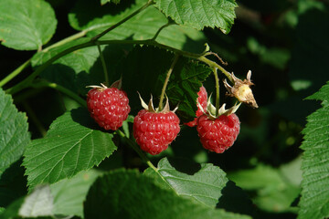 Red ripe raspberry berries on a branch in the orchard