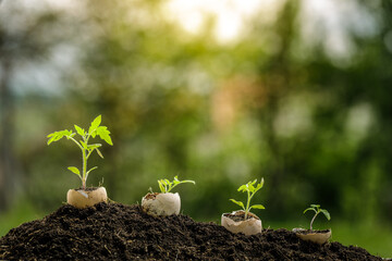Young plant growing in egg shell in the garden
