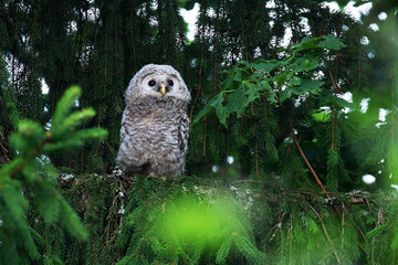 Small juvenile Ural owl, Strix uralensis, chick in a lush boreal forest in Estonian nature, Northern Europe. 