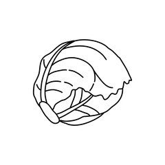 Hand drawn cabbage in black line, simple icon in doodle style. Vector illustration on isolated white background.