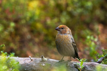Northern songbird Pine grosbeak, Pinicola enucleator, in a taiga forest near Kuusamo, Northern Finland