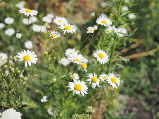 Wild chamomile flowers on a field on a sunny day. shallow depth of field