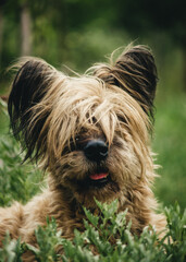 Naklejka premium large shaggy dog lying on the grass close-up