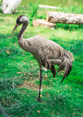 Obraz na płótnie Canvas dark stork is staying in the zoo on the grass