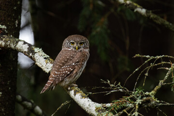 Small predator Eurasian Pygmy Owl, Glaucidium passerinum sitting on a branch and staring at a trespasser in Estonian boreal forest. 