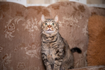 Portrait of a pretty cat is sitting on a sofa.