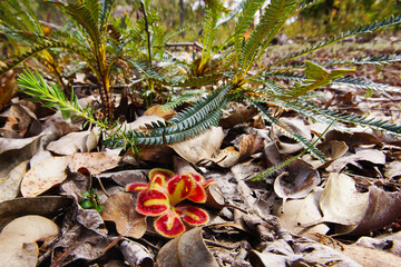 Red and green rosette of the insect-eating Drosera squamosa, a carnivorous sundew in its natural habitat in Southwest Western Australia