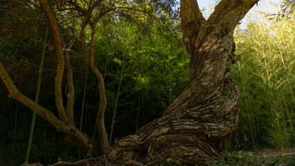 fabulous quiet bamboo forest bathed in warm sunlight