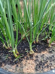 onion in the garden