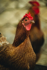 red chicken on the farm behind the fence close-up