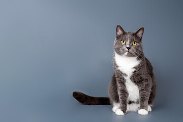Gray kitten isolated on a gray background.
