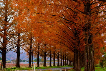 紅葉のメタセコイヤ並木