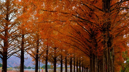 紅葉のメタセコイヤ並木