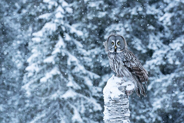 A beautiful and majestic bird of prey Great Grey Owl (Strix nebulosa) wathcing over winter...