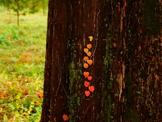 紅葉のメタセコイヤ並木