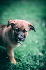 Obraz premium Dog in a park