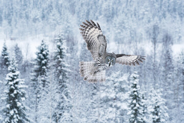 A large and graceful bird of prey Great Grey Owl (Strix nebulosa) flying over wintery taiga landscape near Kuusamo in Northern Finland. 