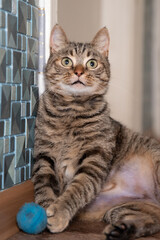 Cute cat playing with toy at home