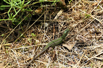 Female western green lizard from above in the grass in the south of Switzerland near Italy