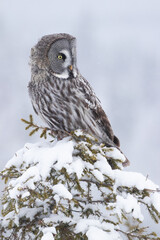 A portrait of a majestic Great Grey Owl (Strix nebulosa) in a winter wonderland of Finnish taiga forest, Northern Europe. 