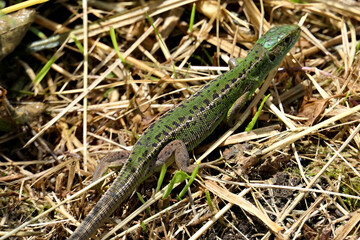 Naklejka na ściany i meble Closeup female western green lizard on the ground in the wild in the south of Switzerland near Italy