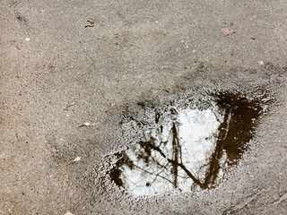 Leaves and rain drops on the pavement or asphalt road. It's raining.