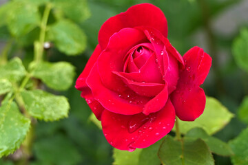 Closeup open red rose with dew or water drops and green leaves in the background