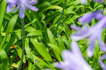 South African purple flower Agapanthus