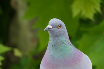 Closeup head of a grey cloumba livia domestica or common pigeon on a green tree in a park 