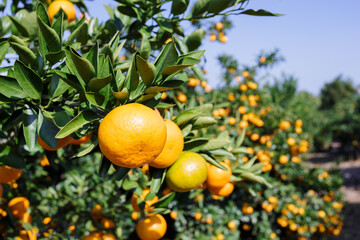 orange tree with oranges